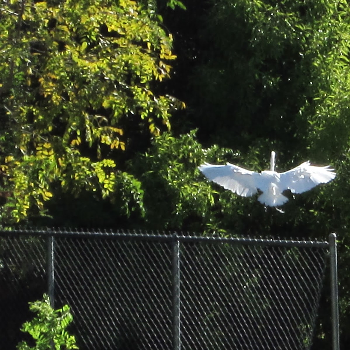 Great Egret