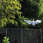Great Egret