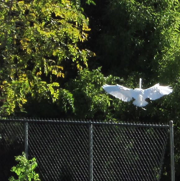 Spotting Image 1