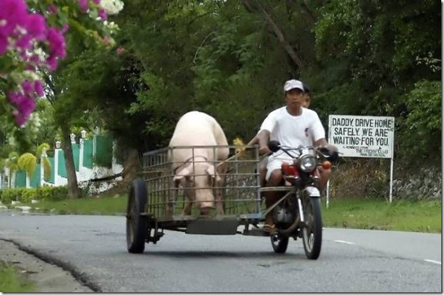 porco_transporte