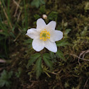 Wood anemone