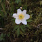Wood anemone