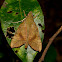 Hawk Moth