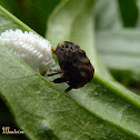 Bulbous treehopper laying eggs