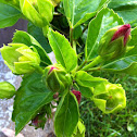 Hibiscus