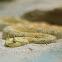 Horned Desert Viper