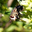 Tachinid Fly