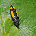 Redbud borer