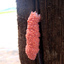 Apple snails eggs. Caracol manzana