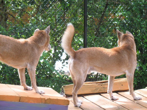 Spotting Image 1