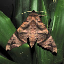 Silky Forest Hawkmoth