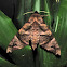 Silky Forest Hawkmoth