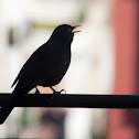 Merla, Comon Blackbird