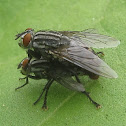 Flesh Flies Mating