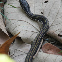 Striped Keelback