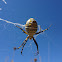 Banded Garden Spider