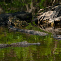 American Alligator