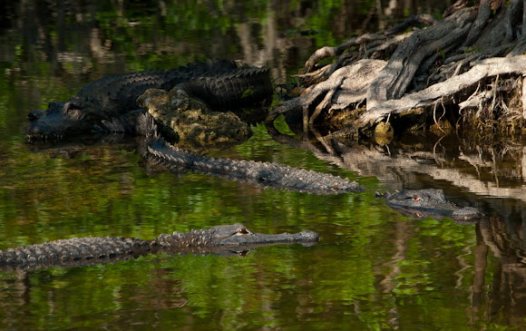 Spotting Image 1