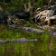 American Alligator