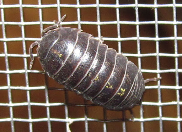 Spotting Image 1