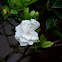 Gardenia