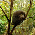North American Porcupine or Canadian Porcupine