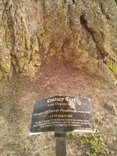 Century Tree