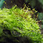 Moss with sporophytes