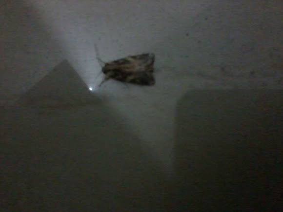 Spotting Image 1
