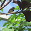 Zebra Finch