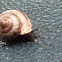 Snail