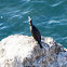 Cormorant