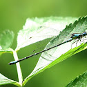 Aurora Damselfly
