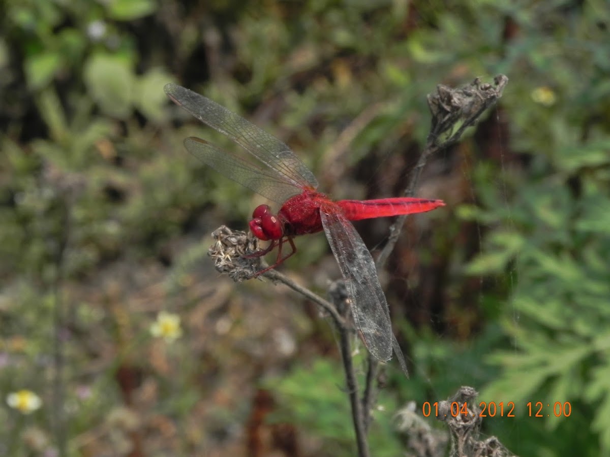 DRAGONFLY