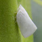 Flatid planthopper