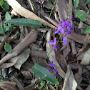 False Sarsparilla or Purple Coral Pea