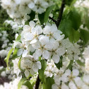 Pear blossom