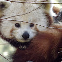 Red Panda