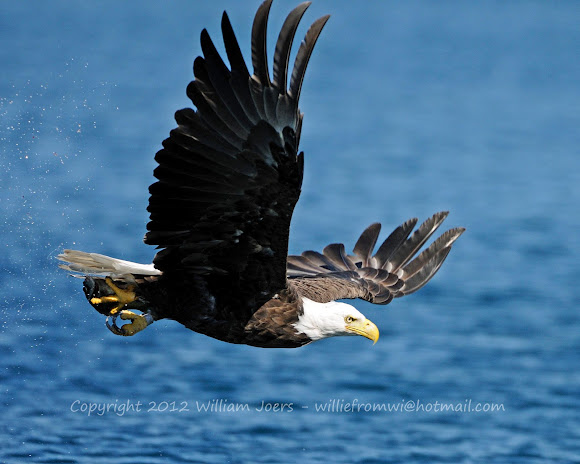Spotting Image 1