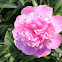 Peony