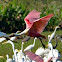 Roseate Spoonbill