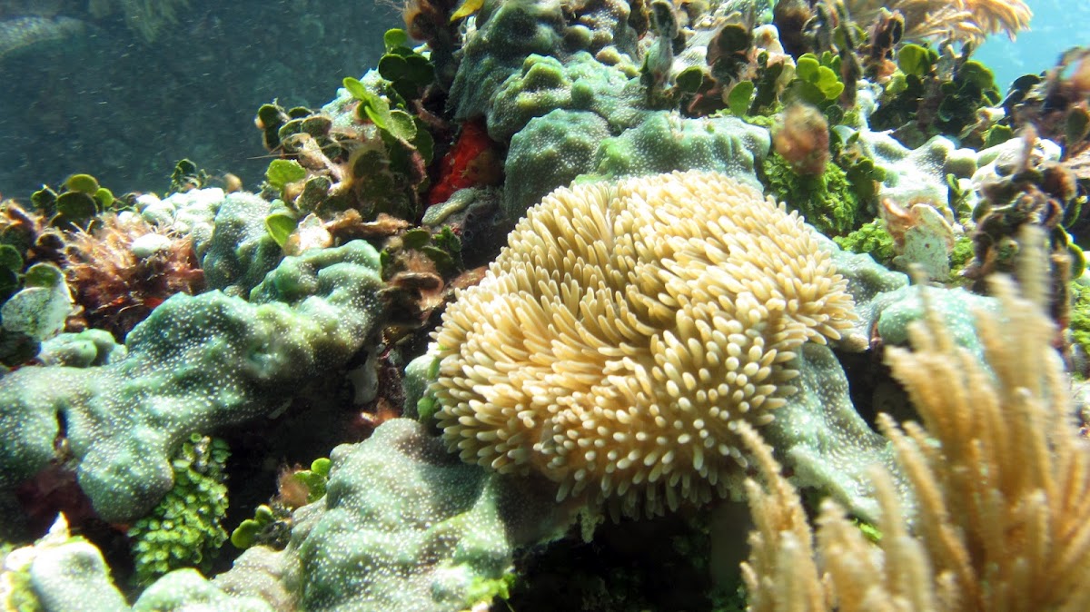Sun Anemone