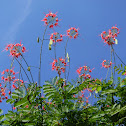 peacock flower