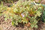 Flora rond de poel