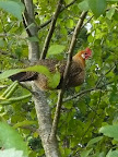 chickens summer 2008 032.jpg