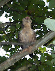 chickens summer 2008 027.jpg