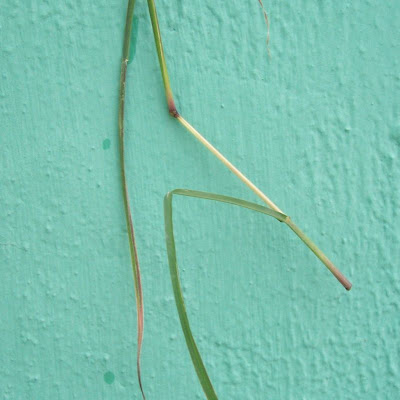 Bothriochloa ischaemum,
bai yang cao,
Barboncino digitato,
capim-cola-de-zorro-amarelo,
Turkestan beard grass,
yellow bluestem