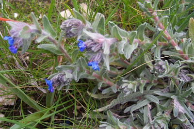 Alkanna tinctoria,
alkanet,
alkanna,
alkanna krasilnaya,
Arganetta azzurra,
Dyer's Alkanet,
dyer's bugloss,
dyer's-alkanet,
ochsenzunge,
onoquiles,
racines d'alkanna,
Spanish bugloss