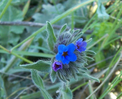 Alkanna tinctoria,
alkanet,
alkanna,
alkanna krasilnaya,
Arganetta azzurra,
Dyer's Alkanet,
dyer's bugloss,
dyer's-alkanet,
ochsenzunge,
onoquiles,
racines d'alkanna,
Spanish bugloss