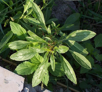 Amaranthus blitoides,
amarante fausse blite,
amaranto,
Amaranto blitoide,
bei mei xian,
bredos,
mat amaranth,
matweed,
matweed amaranth,
Niederliegender Amarant,
prostrate amaranth,
prostrate pigweed,
Spreading Amaranth